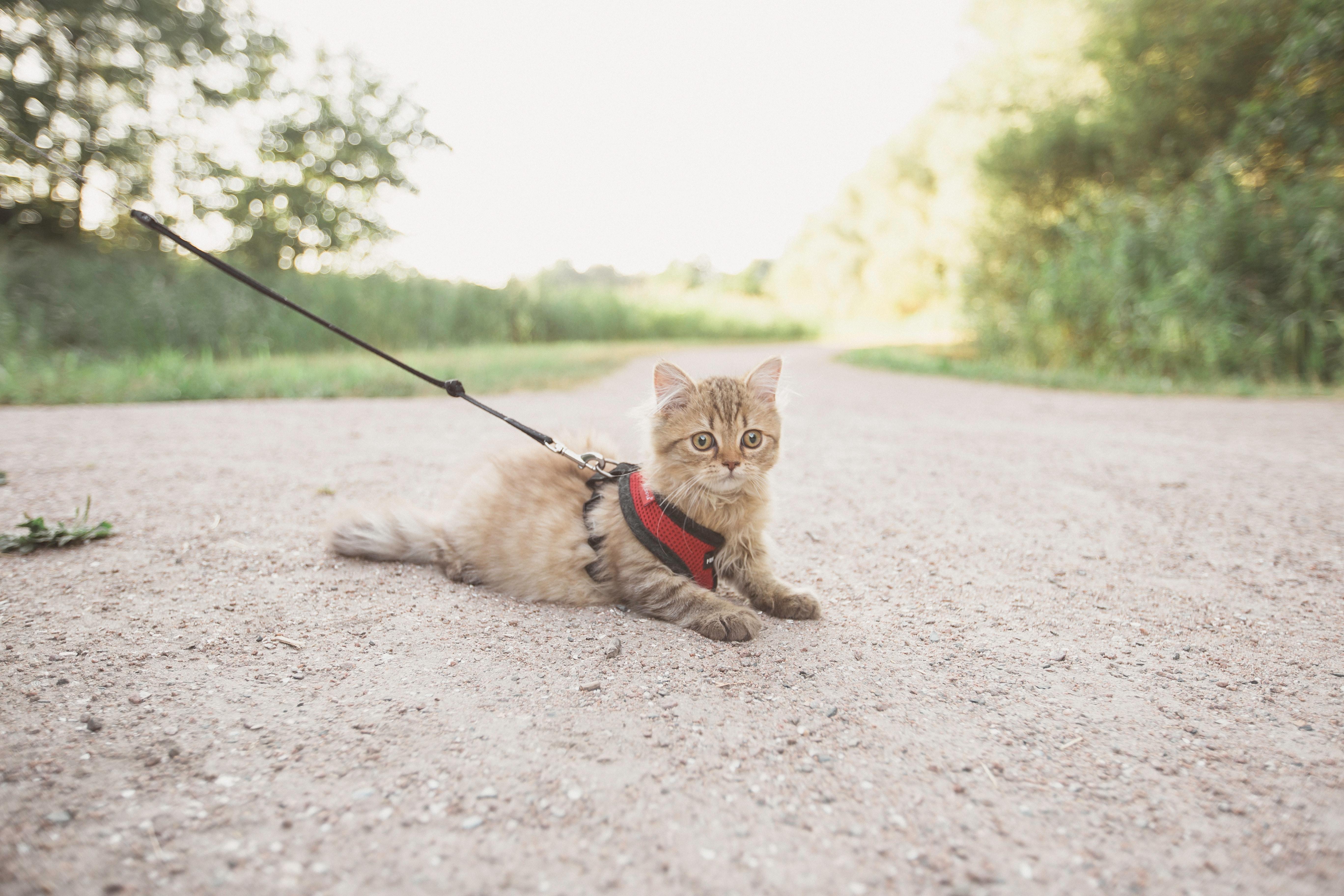 How to Walk Your Cat on a Leash Safely