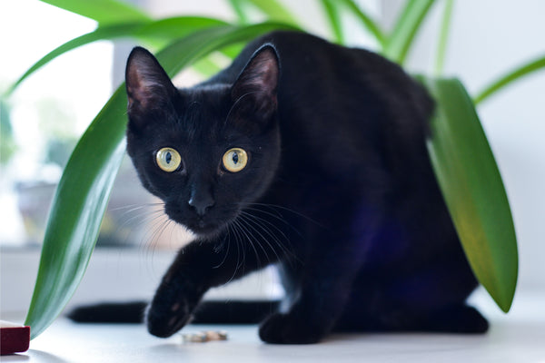 bombay cat for sale near me