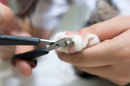 How To Cut Cat Nails Prettylitter
