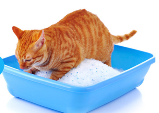 silica sand cat litter