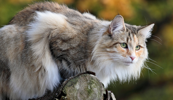 norwegian longhair cat