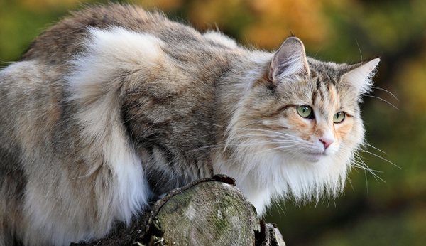 norwegian forest cat