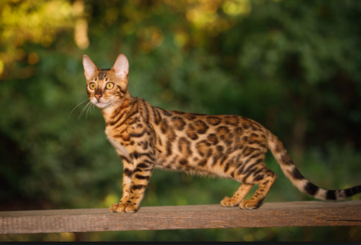 Hybrid Cats: Half Wild | PrettyLitter