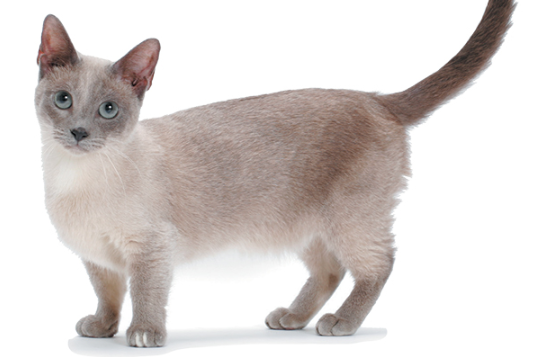 munchkin cat