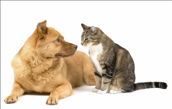 Cat meeting Dog