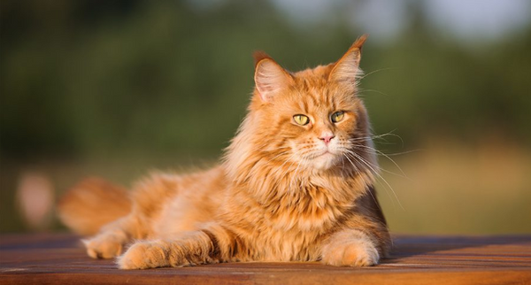Maine Coon Cat Basics Prettylitter