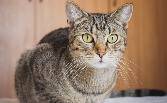 Tabby Cat: Breed Profile, Characteristics & Care