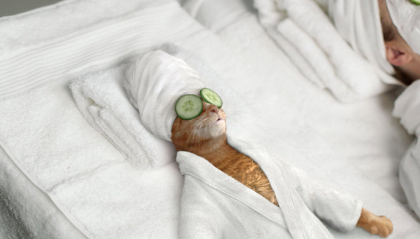 Pampered Cat