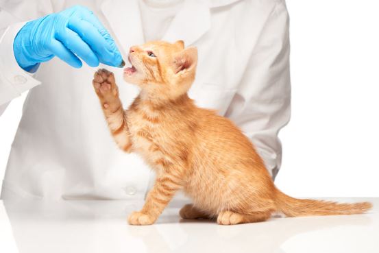 Cat Roundworms What They Are And How To Get Rid Of Them