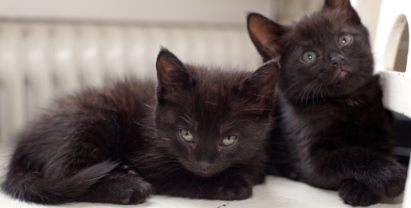 Black Kittens
