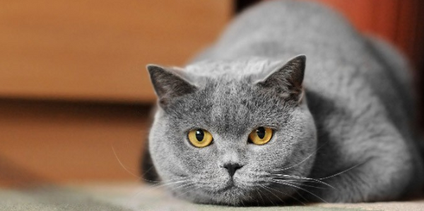 gato triste