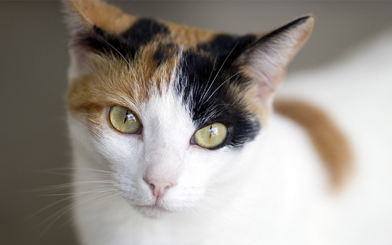 different types of calico cats
