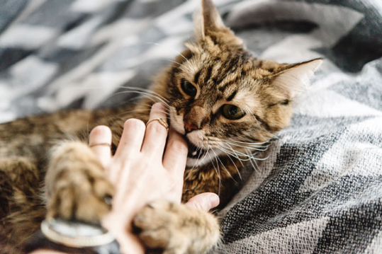 What Does It Mean When Your Cat Bites Prettylitter