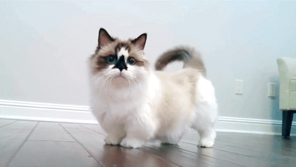 Cute Munchkin Cat