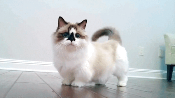 Munchkin Cats Basics Prettylitter