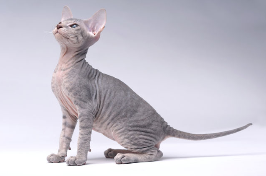 peterbald cat for sale near me