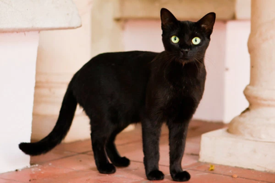 Prettylitter Blog Tagged Cat Facts