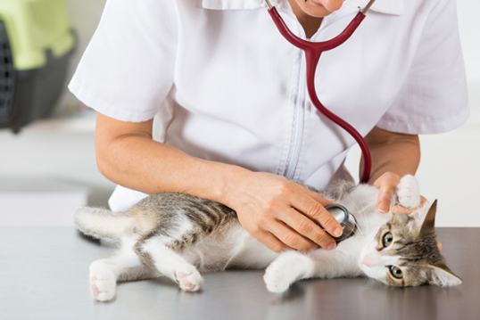 cat with vet