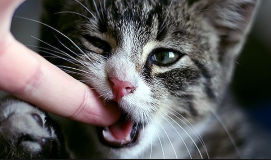 What Does It Mean When Your Cat Bites Prettylitter