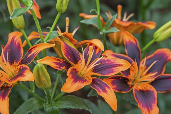 lily flowers