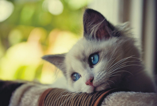Cats Kidney Disease Prettylitter