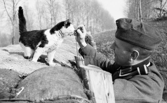 cat in world war 2