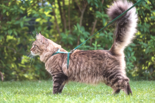 Maine Coon Cat Basics Prettylitter