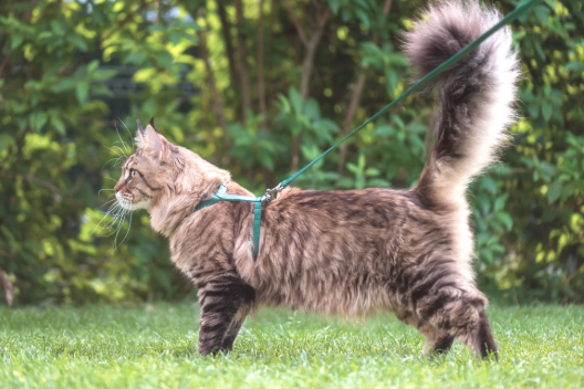 Caturday foot floof in full effect w/ Bucket the Cat : r/mainecoons