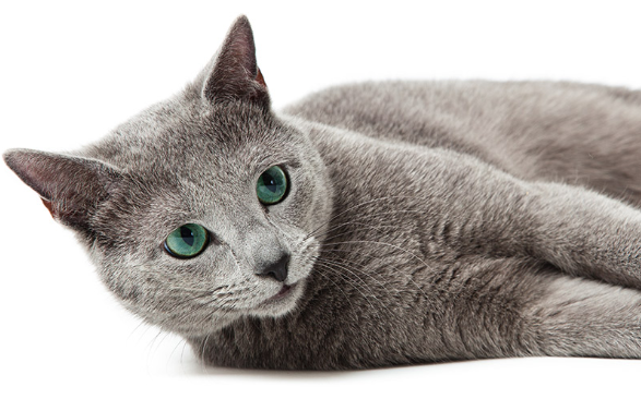 russian blue hypoallergenic