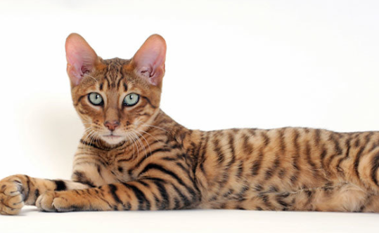 Toy Tigers: Why Toyger Cats Are In 