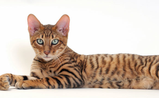 Toy Tigers Why Toyger Cats Are In Demand Prettylitter