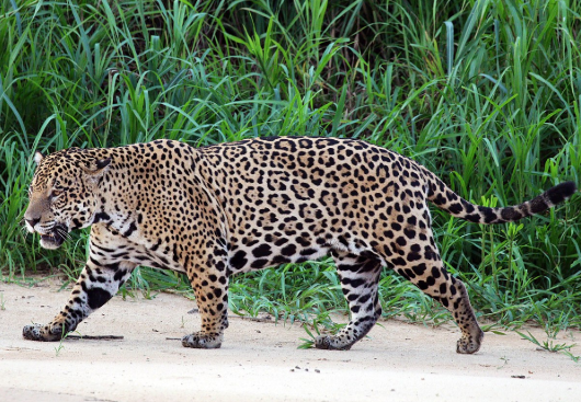 7 Fun Facts About The World S Top Big Cats Prettylitter