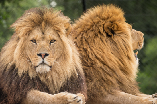7 Fun Facts About The World S Top Big Cats Prettylitter