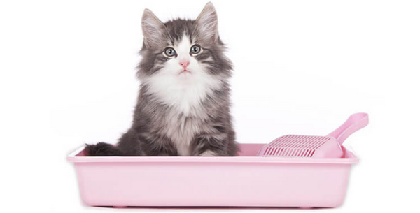 What S In Cat Litter And How Does It Work Prettylitter