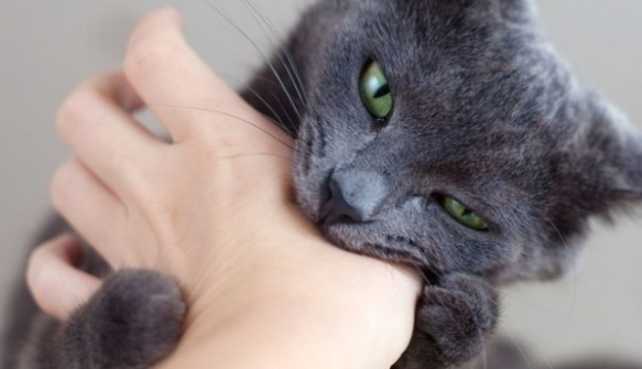 Cat Biting Hand