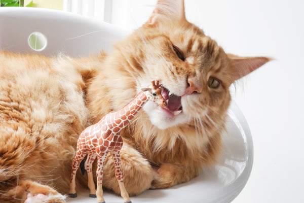 Pica in Cats Why Your Cat Eats Plastic and What You Can Do About It