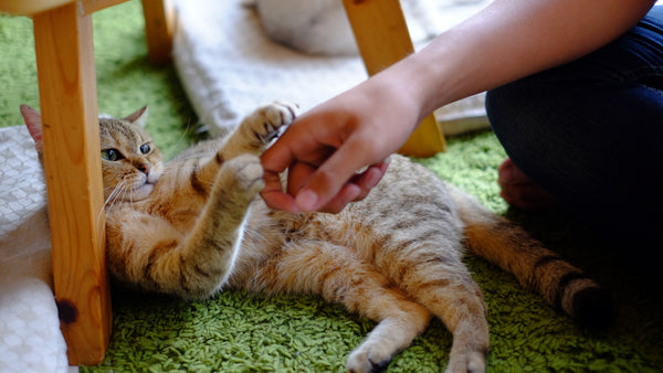best treatment for cat scratches