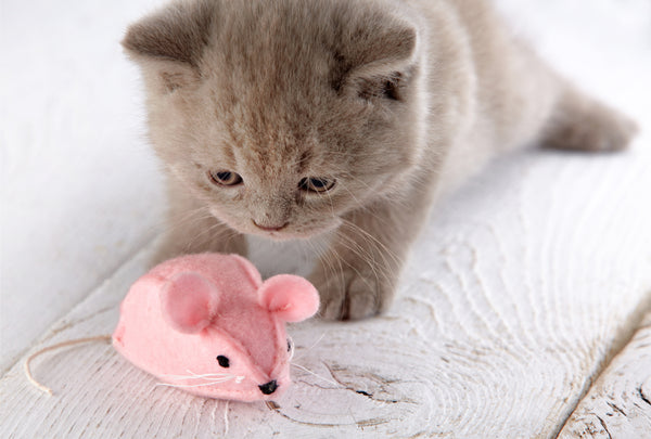 Kitten with Pink Mouse Toy