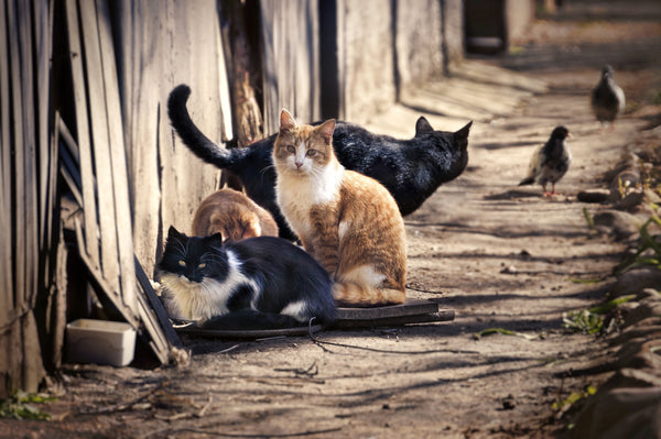 releasing feral cats in the wild