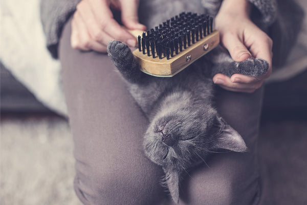 Happy Cat Being Brushed