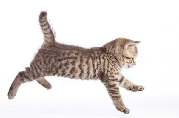 Kitten Running