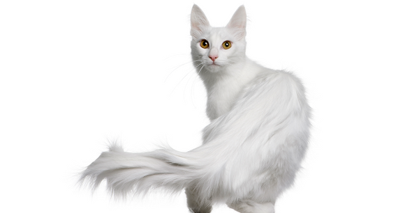 Turkish Angora 