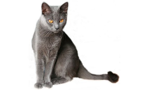 skinny grey cat