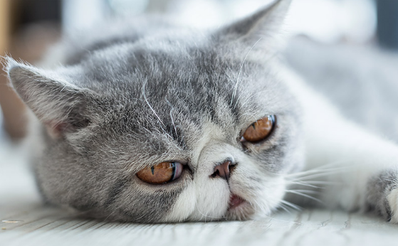 4 Reasons Why You Should Have An Exotic Shorthair Cat Pretty