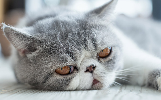 Grey Exotic Shorthair