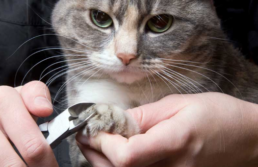 video: how i clip my cats nails | blog.designosaur.us