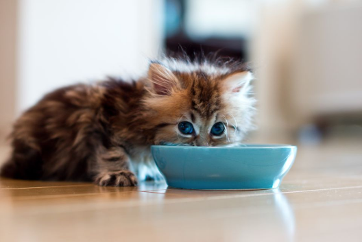 Kitten with food