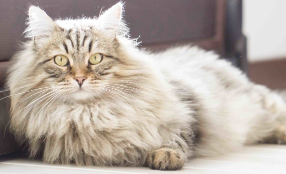 Domestic Long-Haired Hybrid Cats 