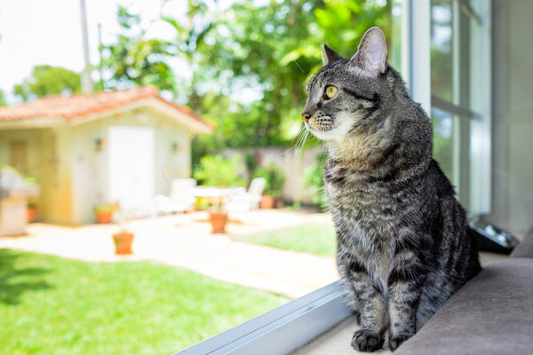 cat looking out of window