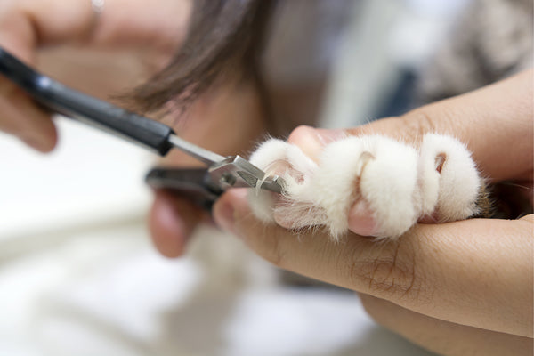 cheap cat nail trimming